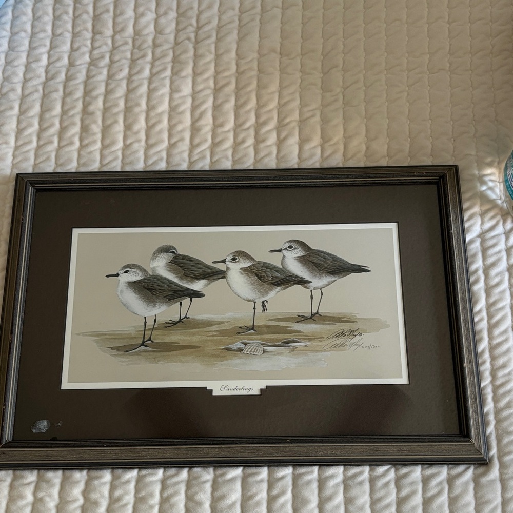 Framed Bird Illustration Art